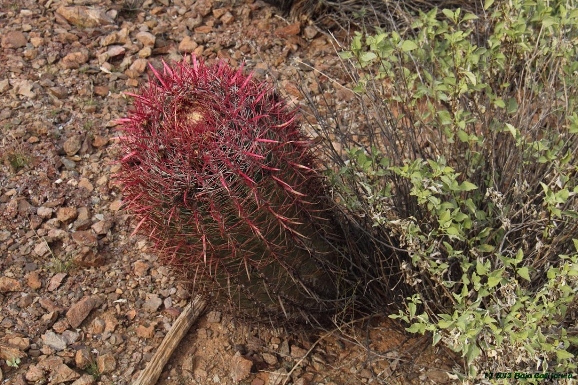 Ferocactus gracilis FJ2